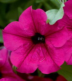 Сурфиния Пурпл